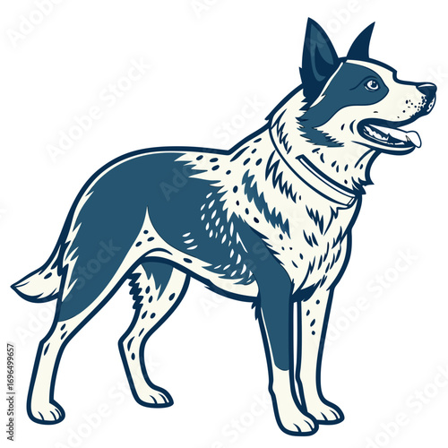 Blue heeler dog standing
