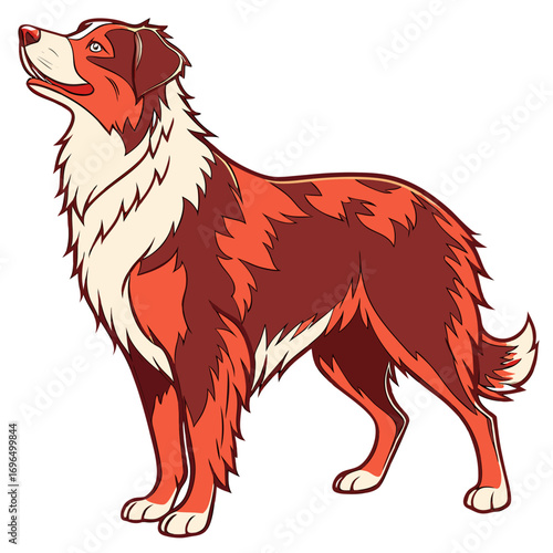 Illustration of a fluffy australian shepherd dog