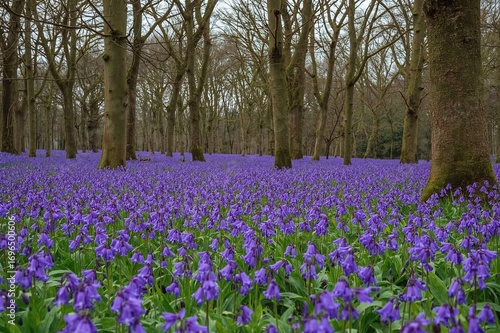 Wallpaper Mural Forest of Bluebells Torontodigital.ca