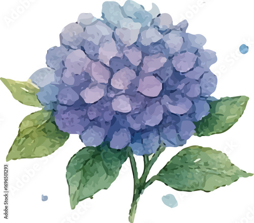 Watercolor Purple Hydrangea Cluster Illustration for Botanical Prints