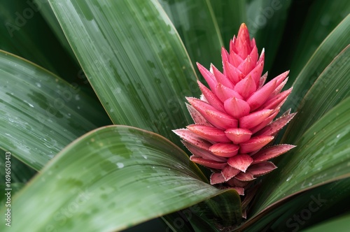 Tropical Plant from the Bromeliaceae Family