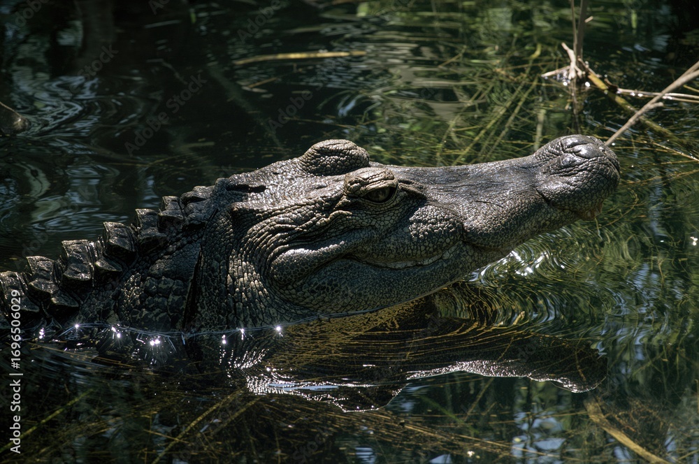 Fototapeta premium Sunbathing alligator in its natural swamp habitat