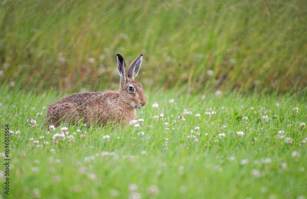 Fototapeta premium Brown hare, Lepus europaeus, on the grass in the uk in the summer