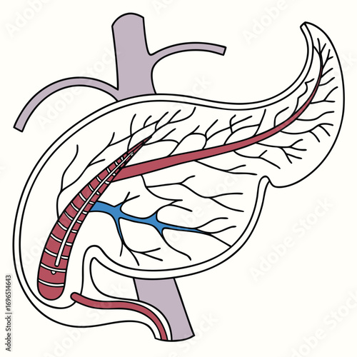 Medical illustration of human pancreas with visible ducts and anatomical details