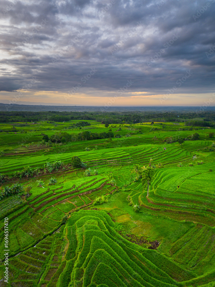 Fototapeta premium Beautiful morning view indonesia panorama landscape paddy fields with beauty color and sky natural light