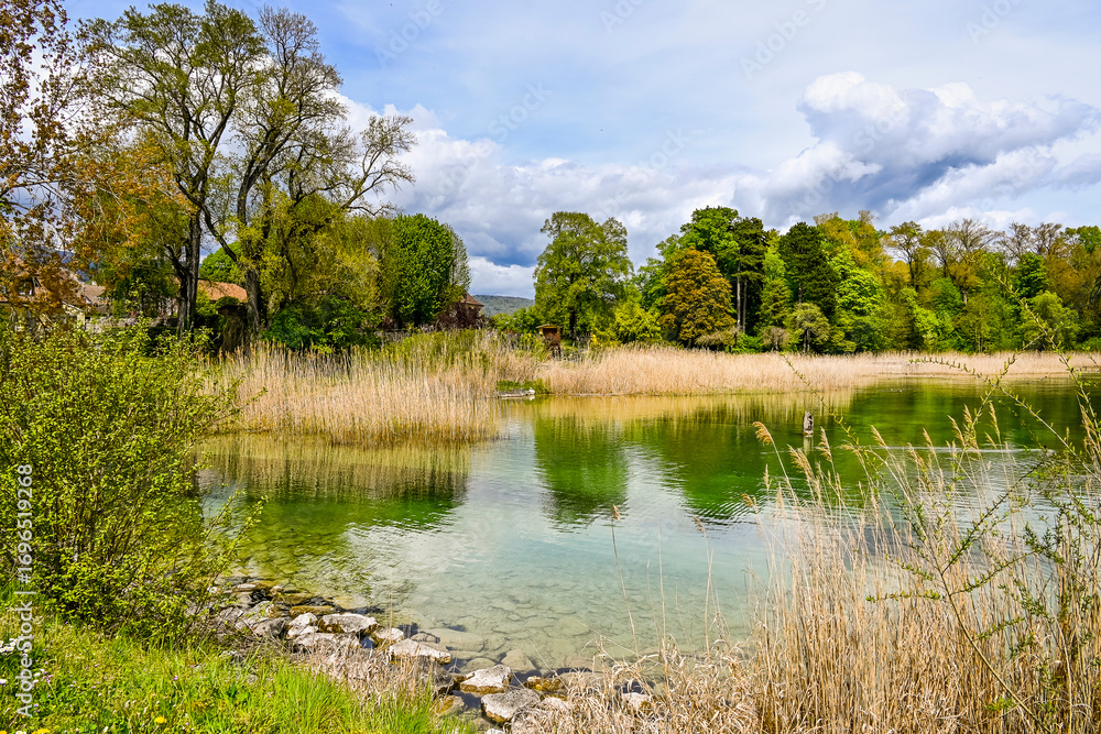 Fototapeta premium Cortaillod, Petit-Cortaillod, Neuenburgersee, Seeufer, Uferweg, Schilf, Naturschutz, Wasservögel, Dorf, Schiffssteg, Frühling, Neuchâtel, Schweiz 