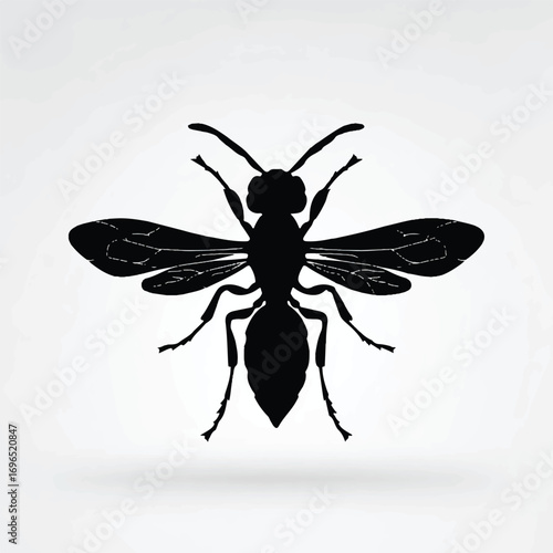 Elegant wasp silhouette against a soft white gradient background with artistic shadow casting a focused entomological presentation