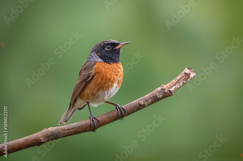 Blurred Green Backdrop Featuring a Wild Bird Perched on a Tree Limb, The Indian Robin Belongs to the Muscicapidae Family of Passerine Birds and Is Common Across South Asia