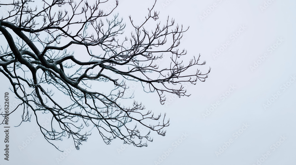 Fototapeta premium Bare tree branches against a pale winter sky, minimalist framing.