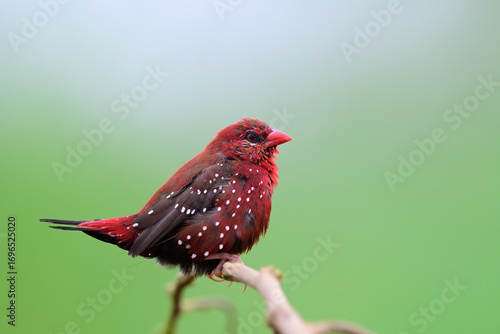 vivid red bird happily perching on branch over green grass background, beautiful male red avadavat