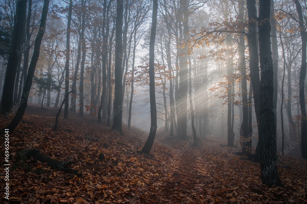 Fototapeta premium Foggy woodland scene at dawn during fall