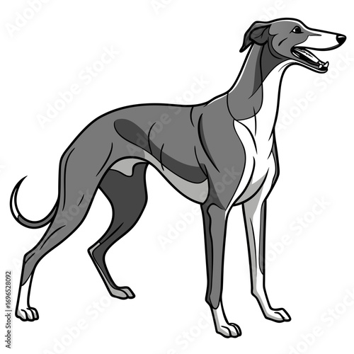 Greyhound dog standing and looking to the side