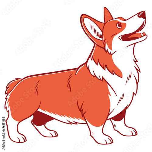 Cute corgi dog standing and looking up