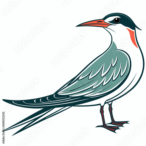 Illustration of a common tern bird