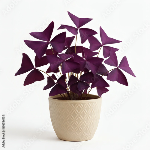 Oxalis triangularis in pot