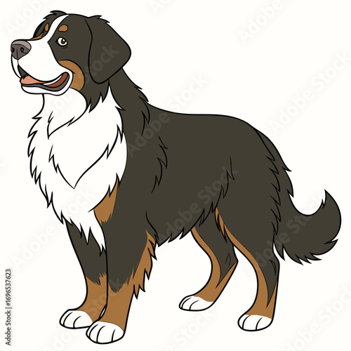 Bernese mountain dog standing