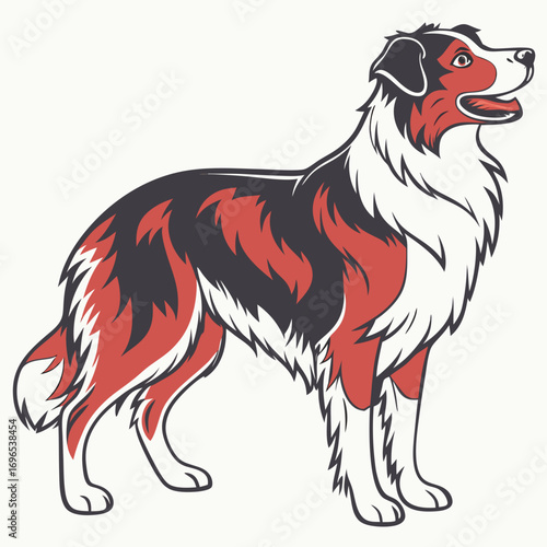 Australian shepherd dog standing