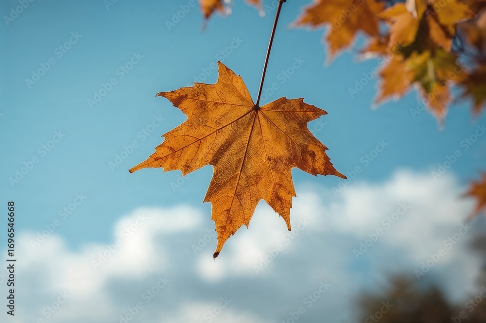 Fototapeta premium Close-up of a maple leaf against a clear sky with a soft-focus backdrop and room for text