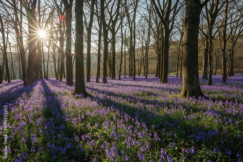 Wallpaper Mural Extended shadows cast in a bluebell woodland during a crisp spring dawn. Torontodigital.ca