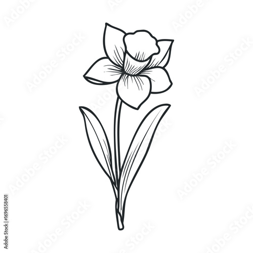 Elegant daffodil flower drawing for gardening and nature design. Vector hand drawn illustration