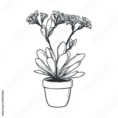 Decorative succulent plant arrangement for home decor inspiration. Vector hand drawn illustration