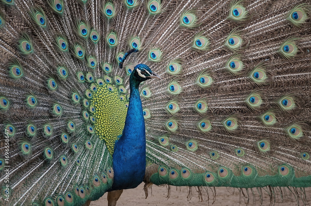 Obraz premium The Vibrant Male Peacock Displays Its Feathers to Catch the Eye of the Female During Mating Season
