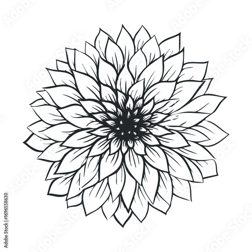 Intricate floral design featuring layered petals and natural elegance. Vector hand drawn illustration