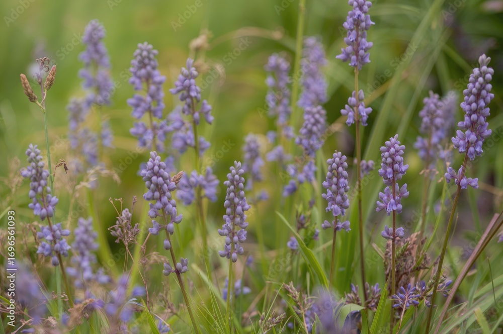 Fototapeta premium Purple blossoms and green grass backdrop in spring garden