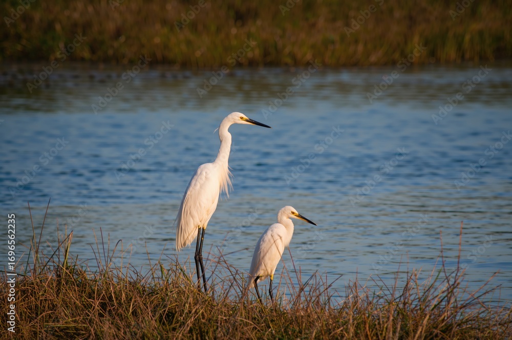 Fototapeta premium Large White Heron with Chick, Ardea alba Species
