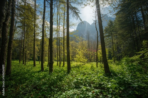 Lush woodland scene featuring towering trees and mountainous backdrop during summer