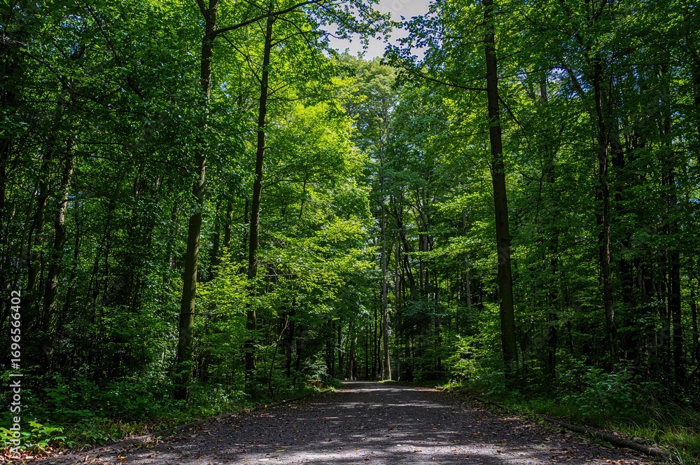 Fototapeta premium Forest gateway illuminated by sunlight
