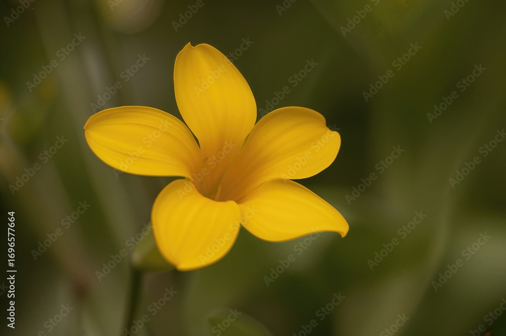 Obraz premium Detailed shot of a yellow alstroemeria blossom against a soft green leafy backdrop
