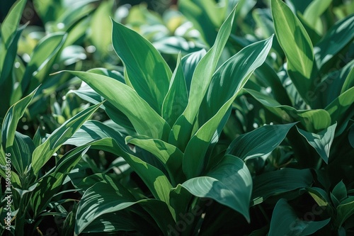 Wallpaper Mural Lush green foliage thriving in a vibrant garden setting during summer Torontodigital.ca
