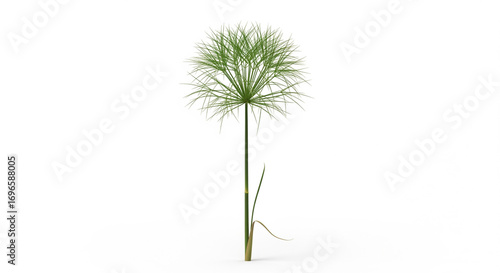 Wallpaper Mural Green Papyrus Plant with Distinctive Stems, Isolated transparent background Torontodigital.ca