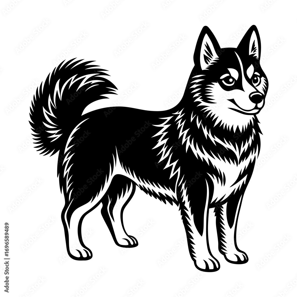 Naklejka premium Alaskan Klee Kai