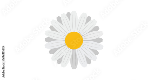 Isolated floral simplicity: A graphical interpretation of a white daisy on a clean background for artistic projects