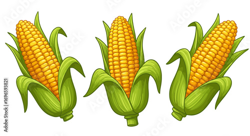 Fresh yellow corn maize harvest agriculture farm food healthy eating vegetarian ingredient illustration on transparent background