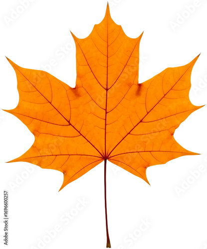 Wallpaper Mural Orange maple leaf, isolated on a transparent background png image showcasing autumnal colors and nature's beauty, perfect for seasonal designs Torontodigital.ca