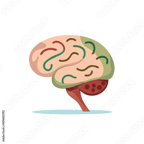 Stylized human brain illustration with colorful gyri and cerebellum
