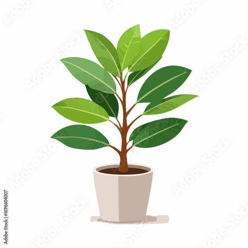 Ficus Elastica Plant with Variegated Green Leaves in a Modern Pot