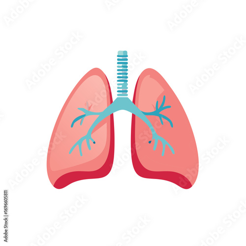 Medical illustration of a human lung in a flat design style. Healthcare concept.