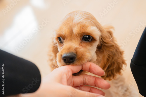 Plakat w ramie 手を甘噛みする犬（アメリカンコッカースパニエル）