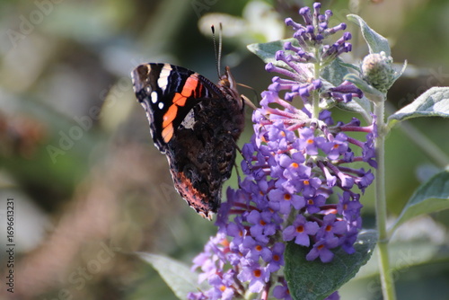 Fotografie Red admiral butterfly (Vanessa Atalanta) on Lily Grass