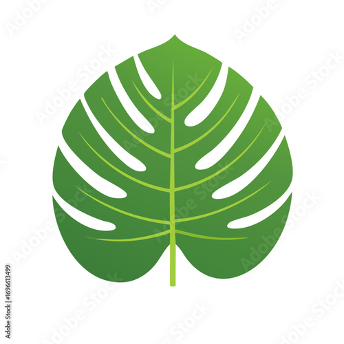 Green monstera leaf, vector illustration of tropical flora, isolated on white background.