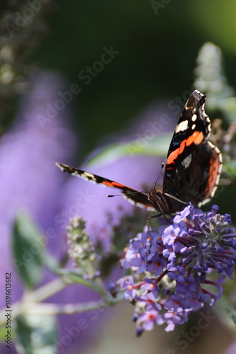 Red admiral butterfly (Vanessa Atalanta) on Lily Grass