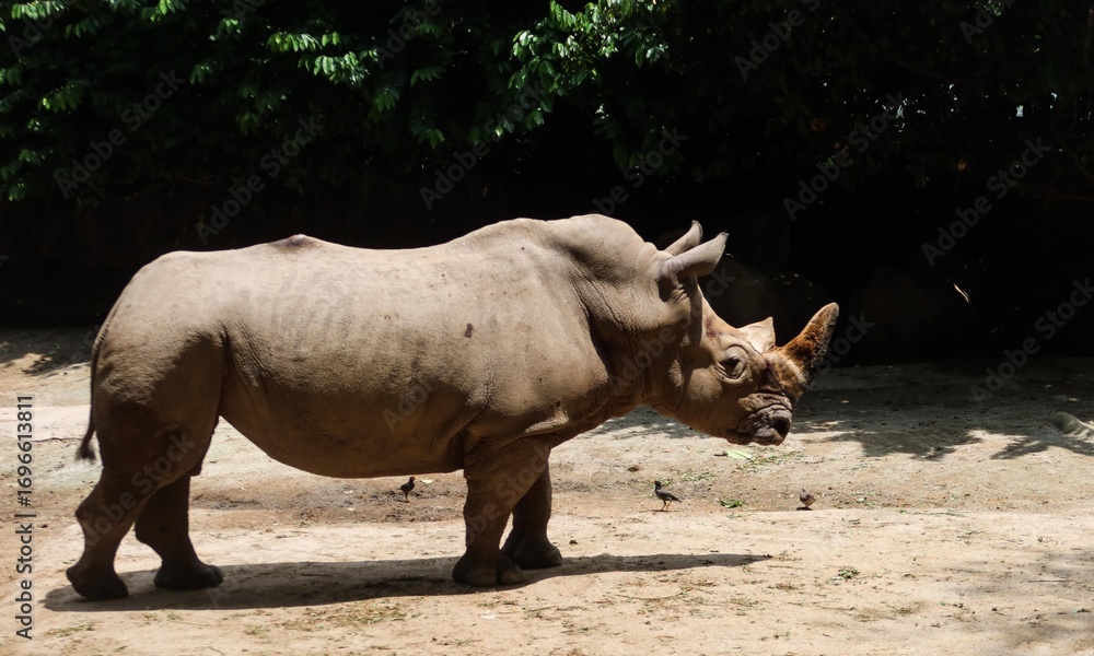 Obraz premium close up of a rhino standing on the ground with copy space in daytime taken in Singapore Zoo