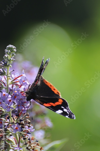 Red admiral butterfly (Vanessa Atalanta) on Lily Grass