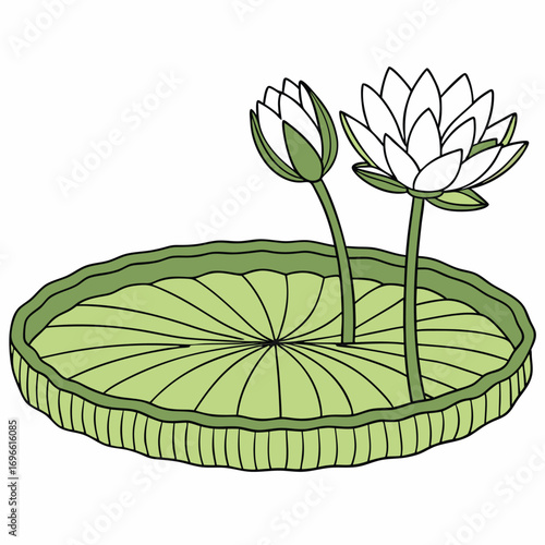Two white waterlily blooms stand together on a light green lily pad illustration
