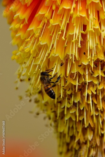 Macro of a honey bee pollinationg a vibrant orange and yellow torch lily flower