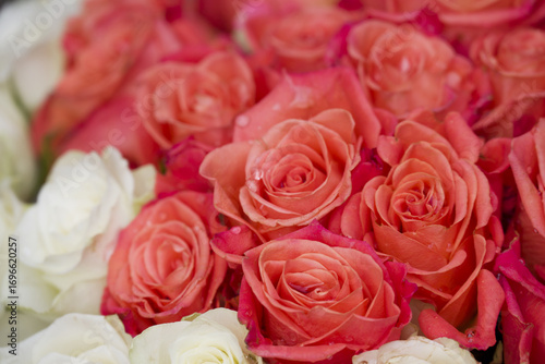 photo of beautiful flowers on background